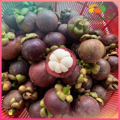 Măng Cụt Chín Cây Loại 1